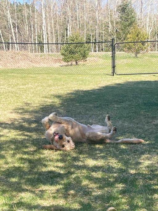 Private Cottage With Huge Private Dog Park! Barrys Bay エクステリア 写真