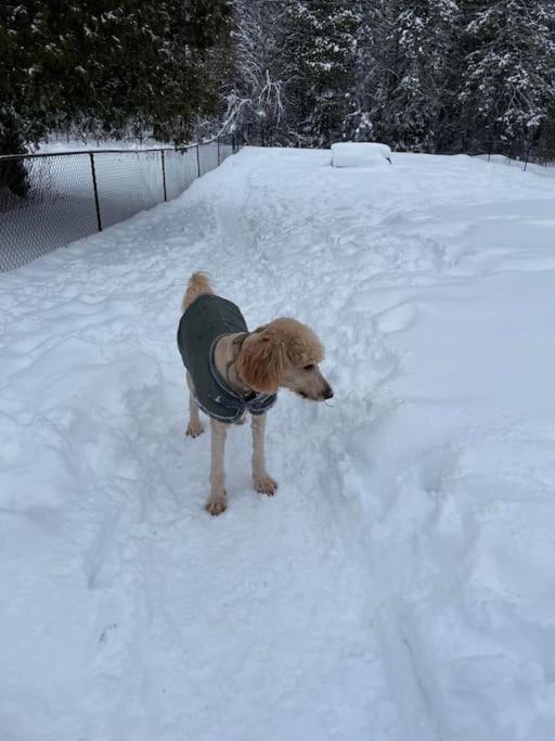 Private Cottage With Huge Private Dog Park! Barrys Bay エクステリア 写真