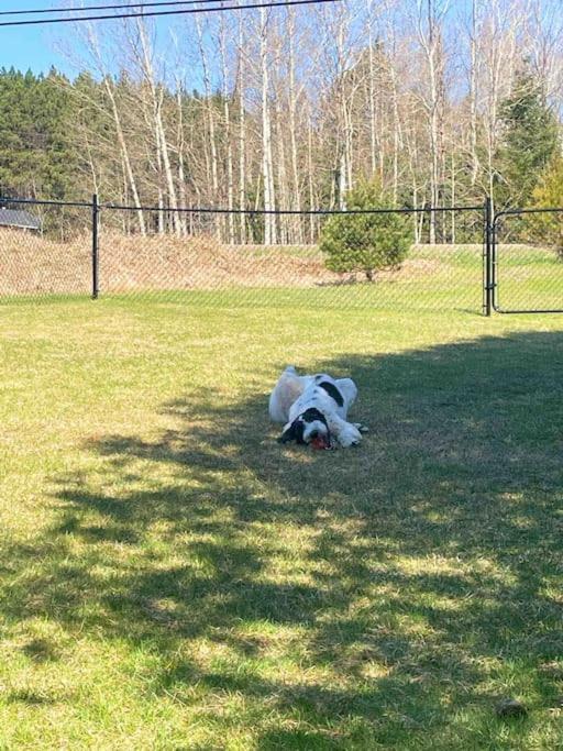 Private Cottage With Huge Private Dog Park! Barrys Bay エクステリア 写真